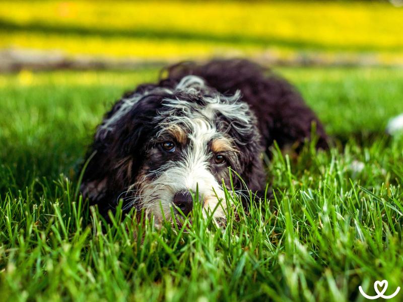 Psi-plemeno-bernedoodle (12)